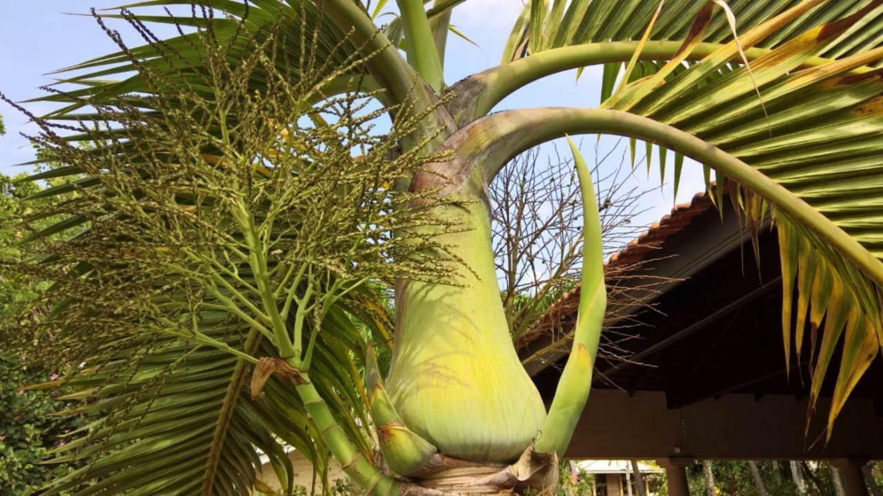 Tropical Villas เนกอมโบ ภายนอก รูปภาพ